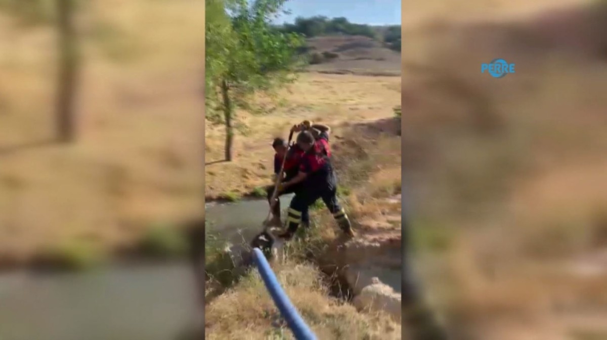 Balçığa saplanan köpek itfaiye erleri tarafından kurtarıldı  - Videolu Haber